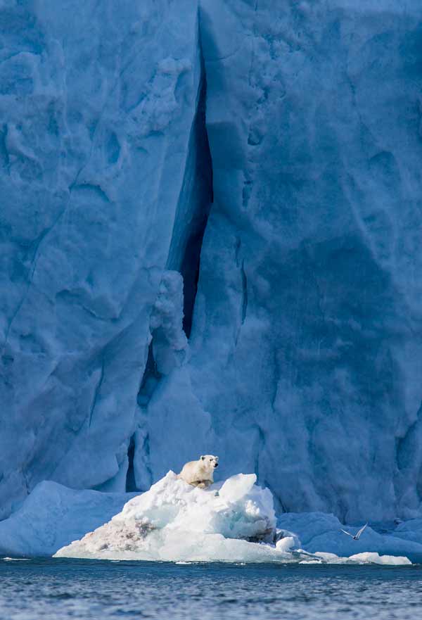 Polar bear on glacier