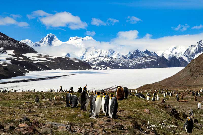 Fortuna Bay with Penguins